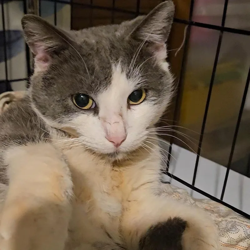 Sarge N ~ Belly thumbnail 4