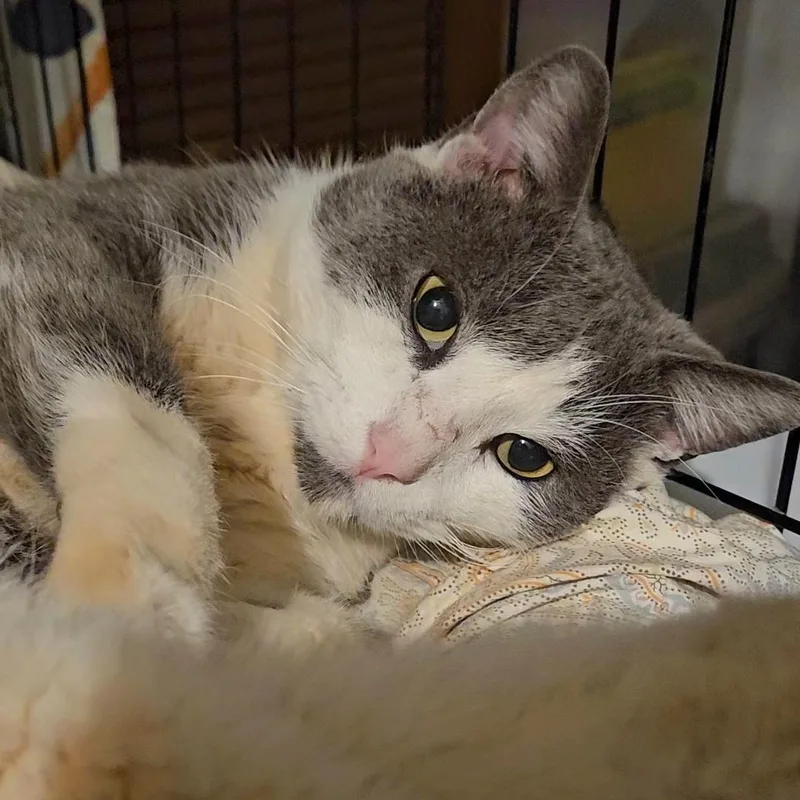 Sarge N ~ Belly thumbnail 5