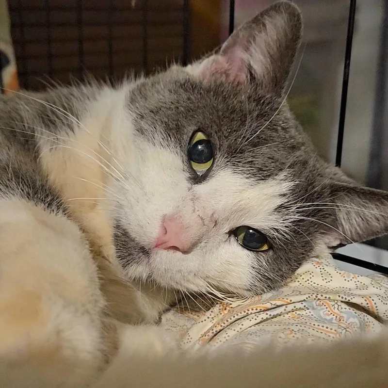 Sarge N ~ Belly thumbnail 6