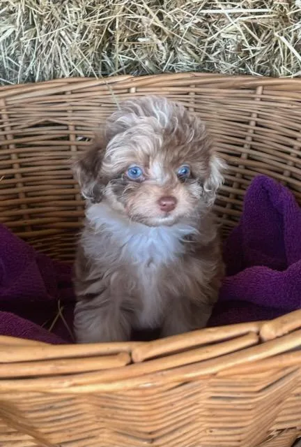 A baby small-sized female Miniature Poodle dog named Matcha for adoption in Belmont, NY