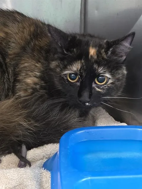 A young small-sized female Domestic Short Hair cat named Maeve for adoption in Killeen, TX