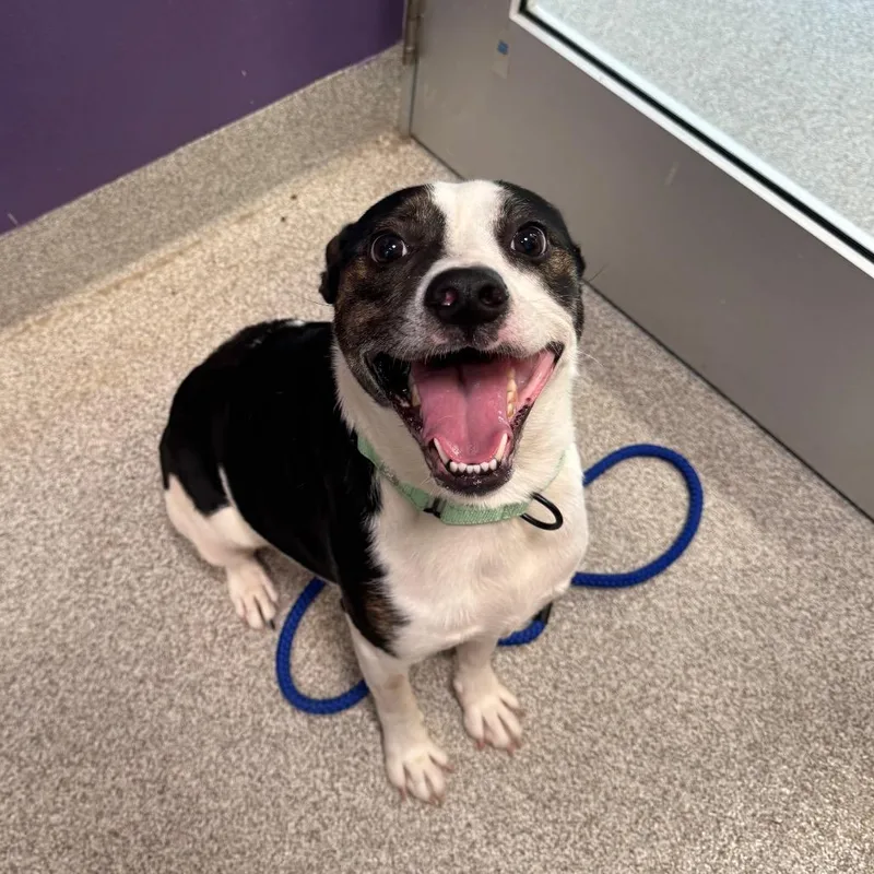 An adult medium-sized male Black Mixed Breed dog named Harley for adoption in Englewood, FL
