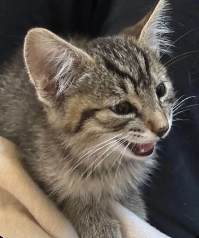 A baby medium-sized male Domestic Short Hair cat named Gordie for adoption in Lincoln, CA