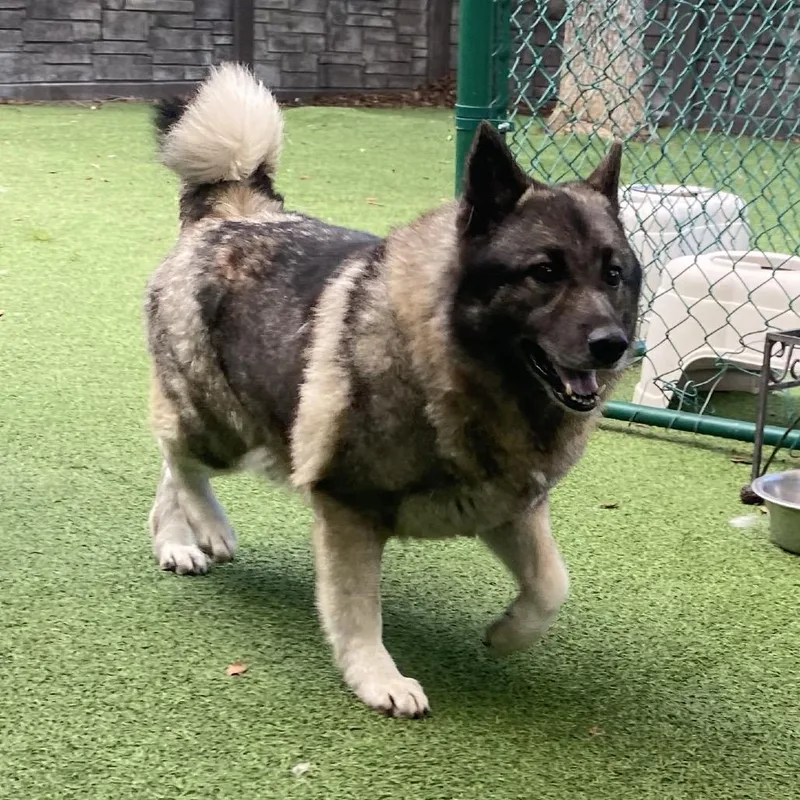 An adult medium-sized female Yellow / Tan / Blond / Fawn Norwegian Elkhound dog named Frigg for adoption in LOXAHATCHEE, FL