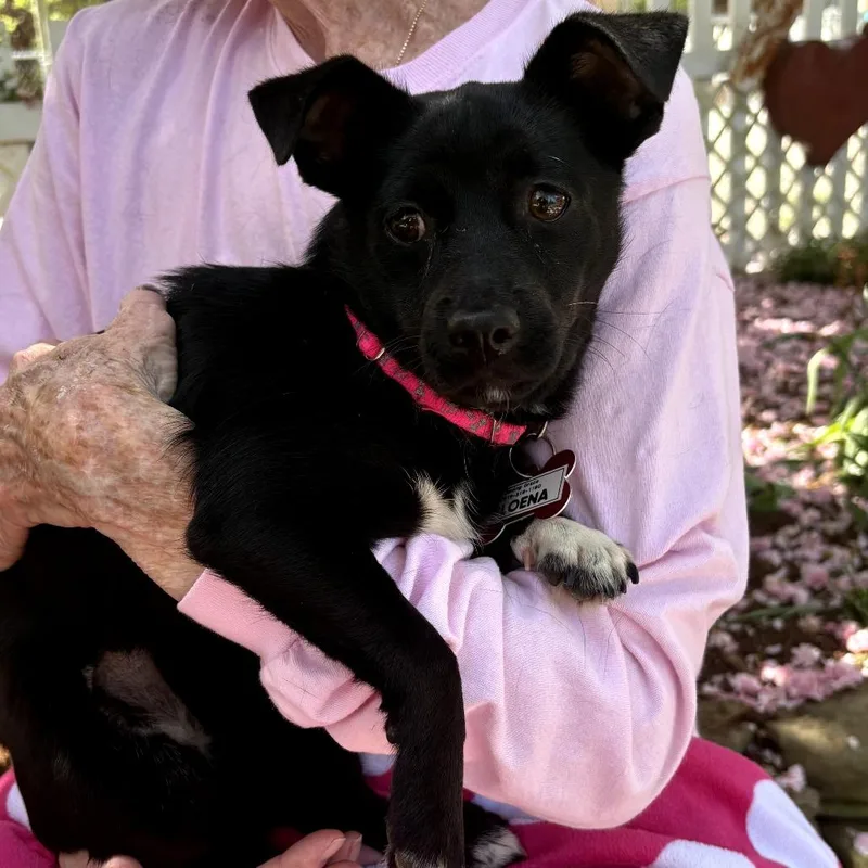 A young small-sized female Black Pekingese dog named Loena for adoption in Wake Forest, NC