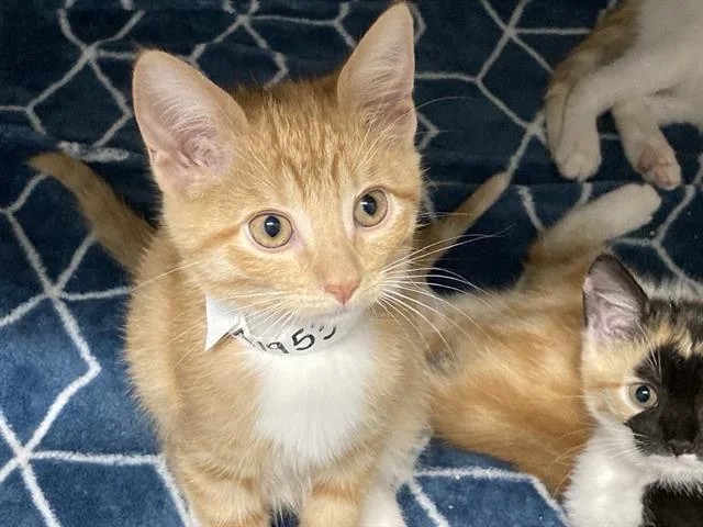 A baby small-sized male Domestic Short Hair cat named Toaster for adoption in Tustin, CA