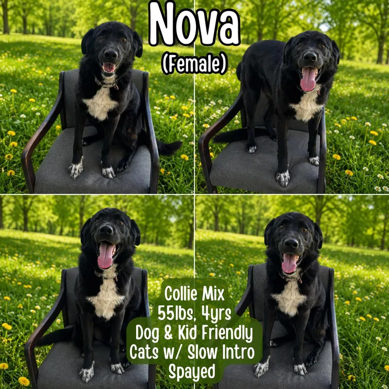Nova thumbnail 4