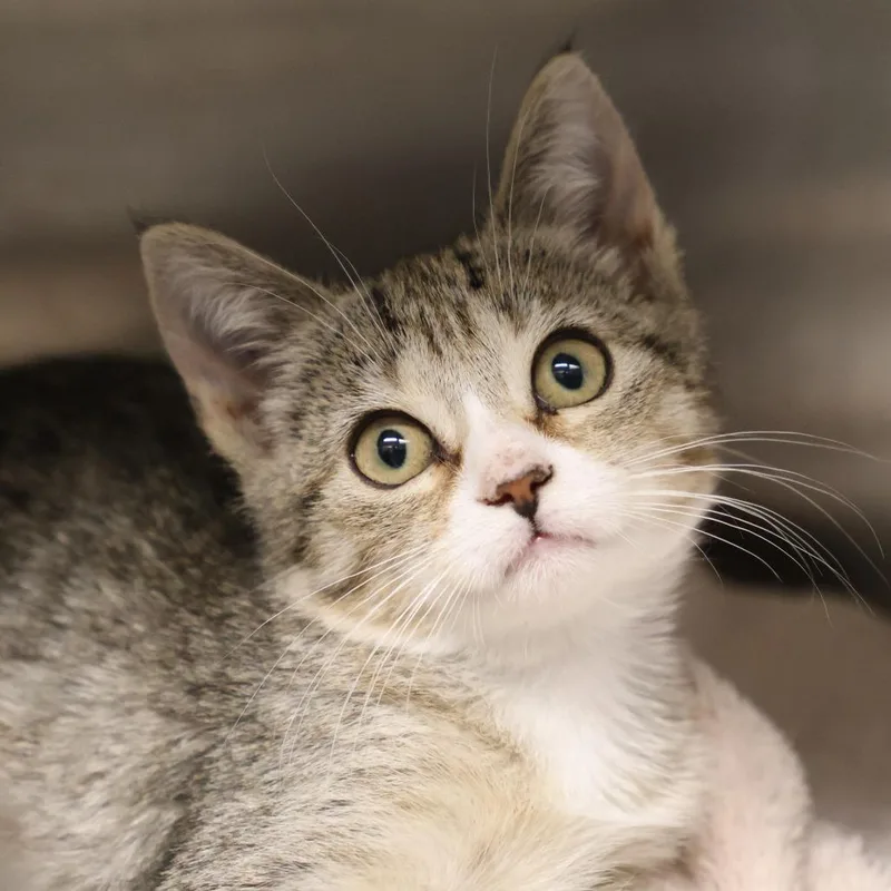 A baby small-sized female Brown / Chocolate Domestic Short Hair cat named Goober for adoption in Briarcliff Manor, NY