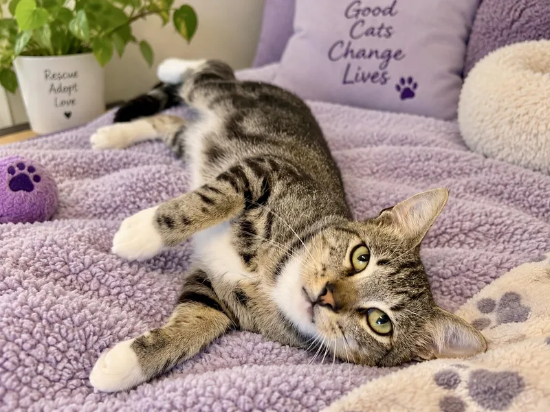 An adult medium-sized male Tabby (Gray / Blue / Silver) Domestic Short Hair cat named Monkey for adoption in Gilroy, CA