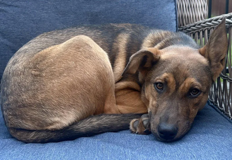 A baby large-sized female Terrier dog named Skates for adoption in Brooklyn Center, MN
