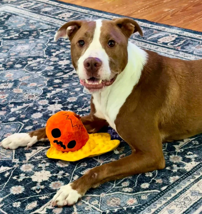 An adult medium-sized male Bull Terrier dog named Jumanji for adoption in Bolivia, NC