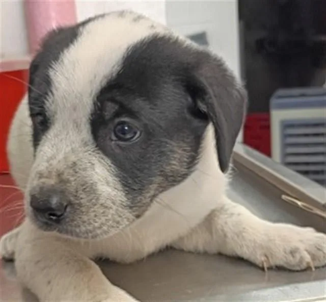 A baby small-sized male Labrador Retriever dog named Koda for adoption in San Bernardino, CA