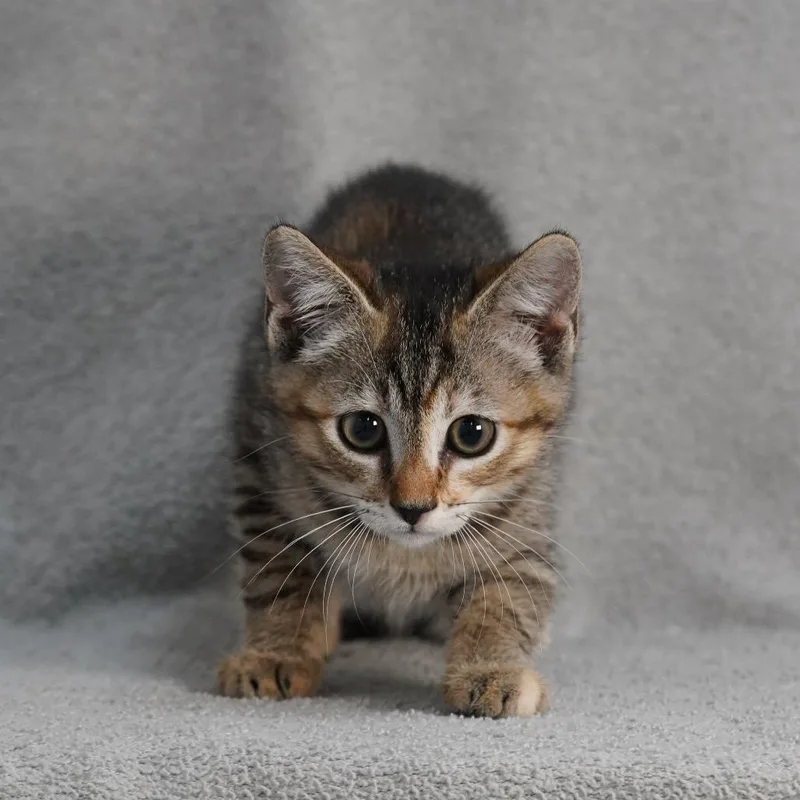 A baby small-sized female Torbie Domestic Short Hair cat named Garbanzo for adoption in Sunnyvale, CA