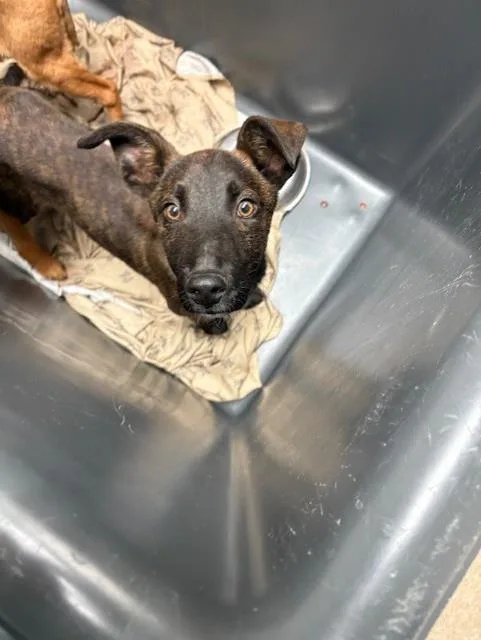 Fezzik  Urgent! Longtime