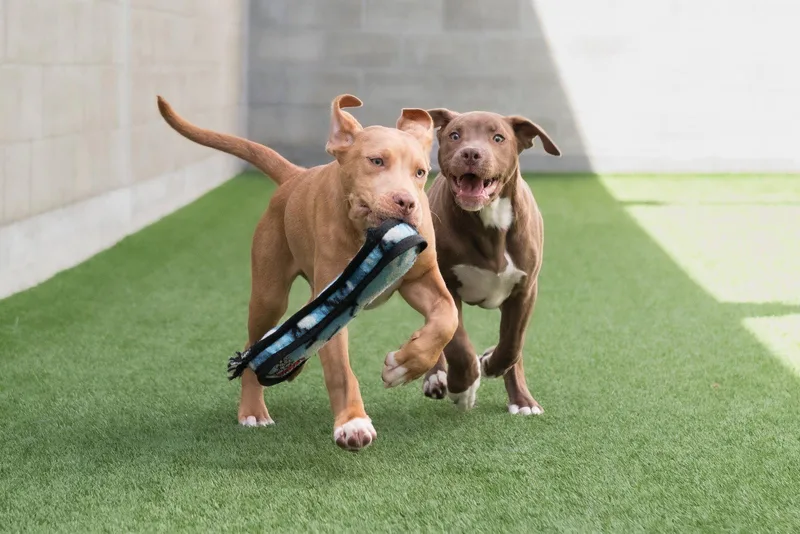 A young large-sized male Pit Bull Terrier dog named Dobby the Puppy! for adoption in Burlingame, CA
