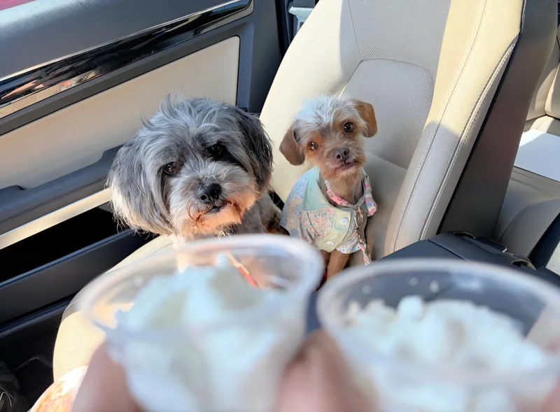 A young small-sized male Gray / Blue / Silver Shih poo dog named Mufasa and Simba for adoption in Redondo Beach, CA