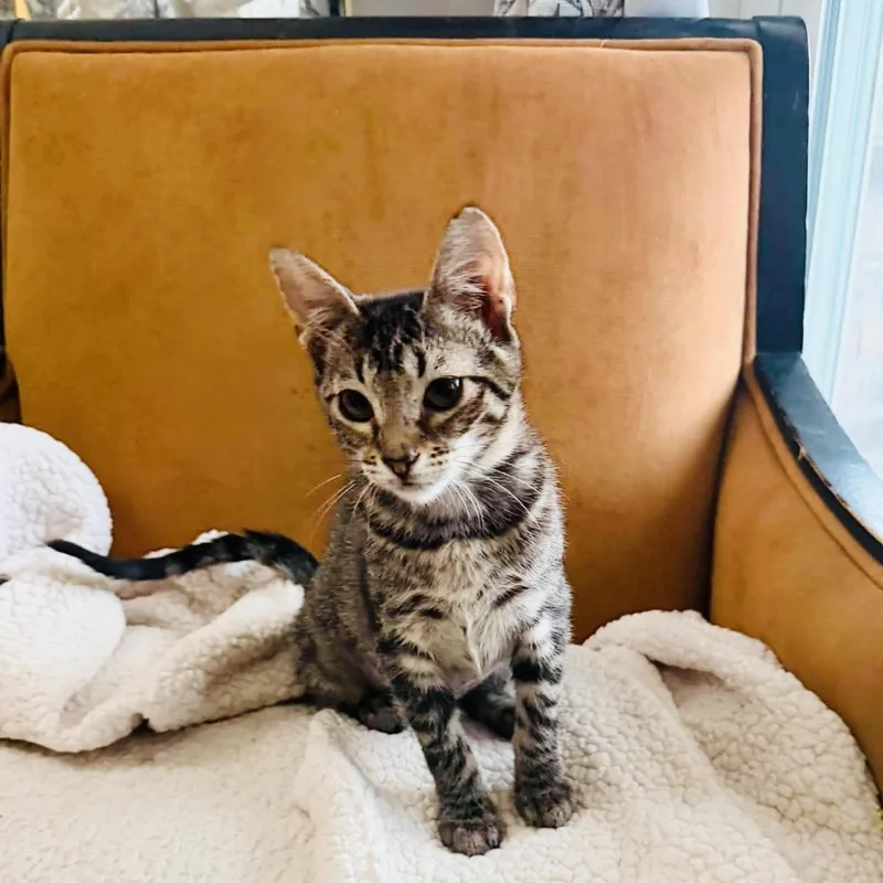 Sweet baby Nutmeg thumbnail 3