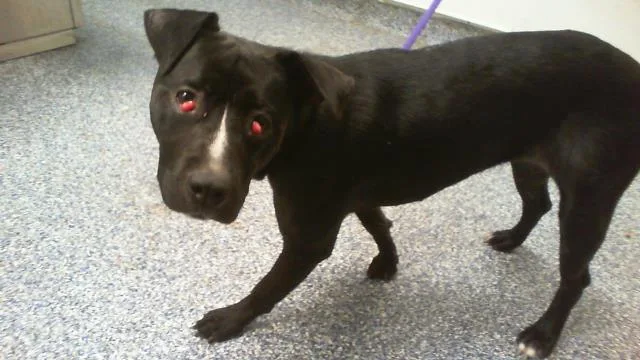 A young medium-sized female Pit Bull Terrier dog named Sadie for adoption in Charlotte, NC