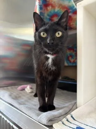 An adult small-sized female Domestic Medium Hair cat named Mariana for adoption in Westland, MI