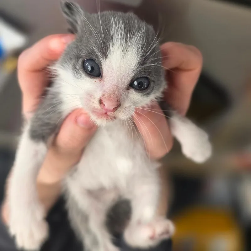 A baby small-sized male White Domestic Short Hair cat named Luke for adoption in Chapel Hill, NC