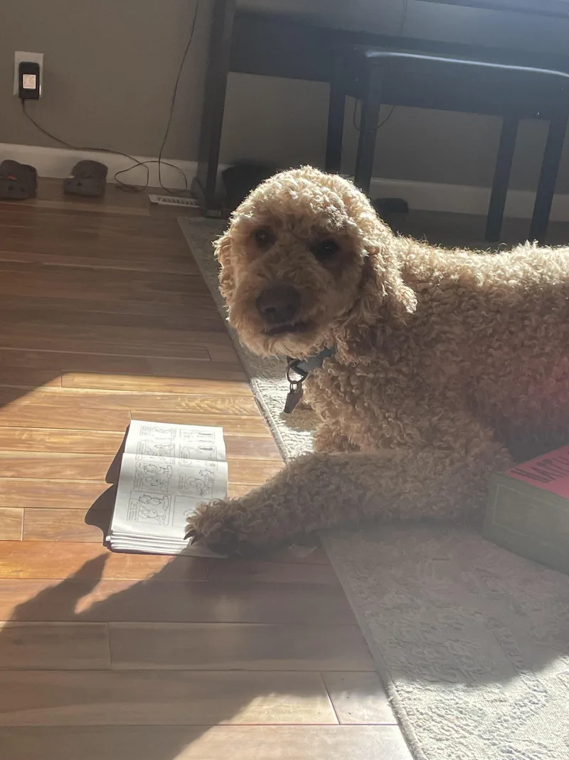 Harvey