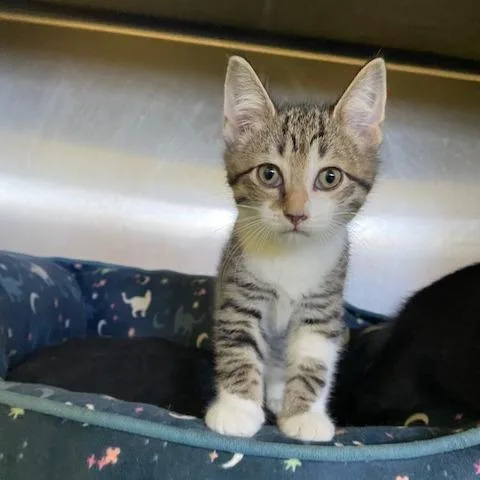 A baby small-sized male Brown / Chocolate Domestic Short Hair cat named Cider for adoption in Dayton, OH