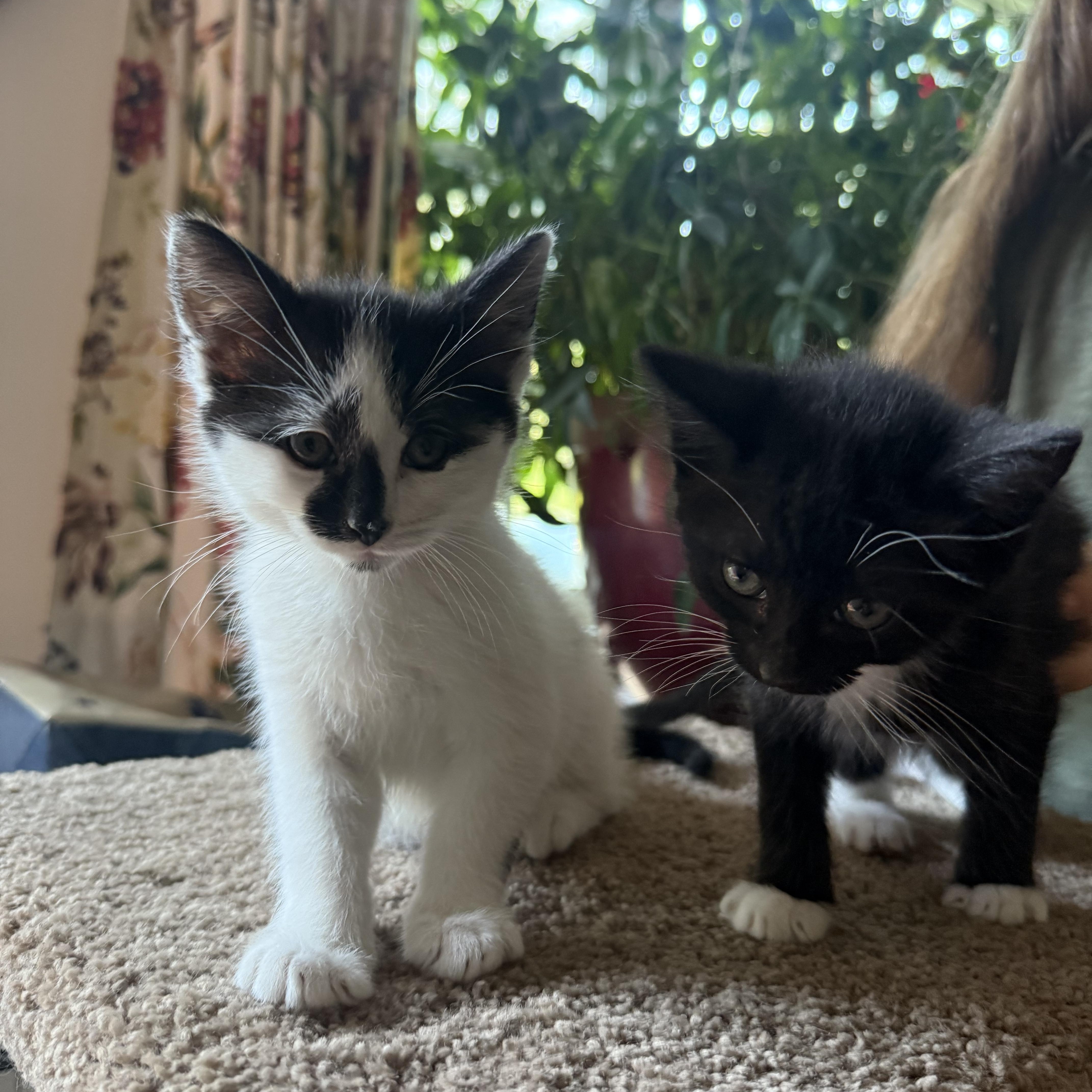 A baby medium-sized male White Domestic Short Hair cat named Wonderful Winnipeg for adoption in Burlington, NC