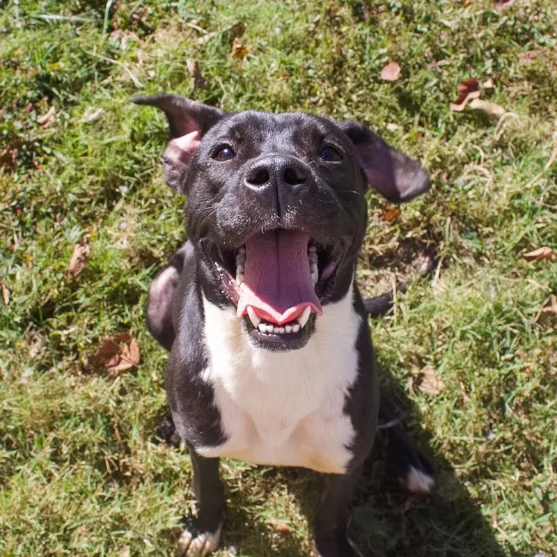 An adult medium-sized male Mixed Breed dog named Oscar for adoption in Jeffersonville, IN