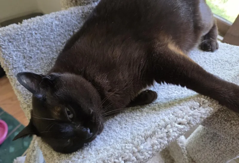 An adult medium-sized female Brown / Chocolate Burmese cat named Pru for adoption in Kenosha, WI