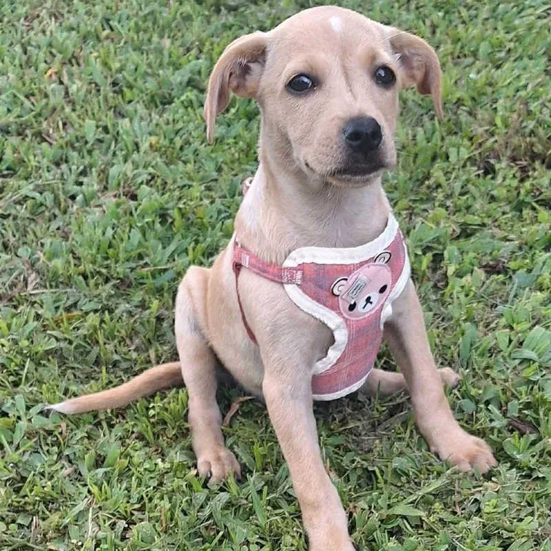 A baby medium-sized female Apricot / Beige Labrador Retriever dog named Fajita for adoption in New York, NY