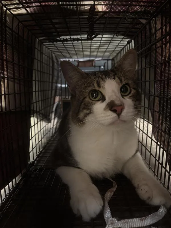 An adult small-sized male Domestic Short Hair cat named Sgt. Pepper for adoption in Austin, TX