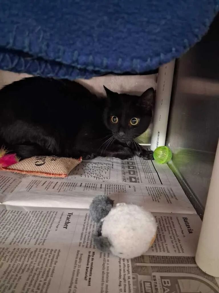 An adult small-sized female Black Domestic Short Hair cat named Suki for adoption in Cincinnati, OH