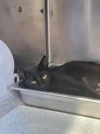 An adult medium-sized female Domestic Short Hair cat named Poetry for adoption in Largo, FL