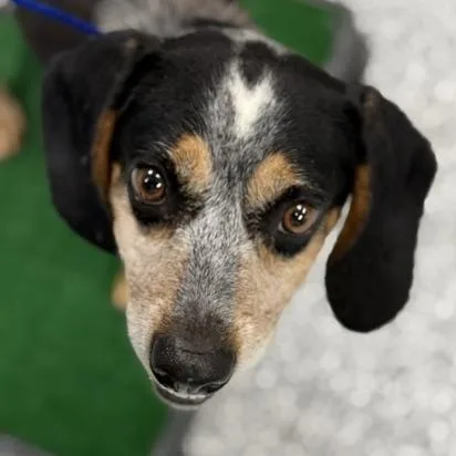 An adult medium-sized male Beagle dog named Moose for adoption in Bryan, OH