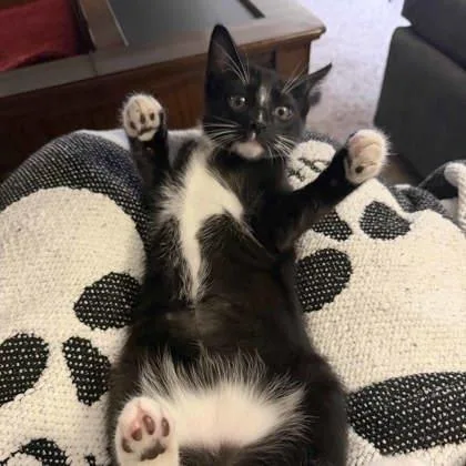 A baby small-sized male Black Domestic Short Hair cat named Achilles for adoption in Atlanta, GA