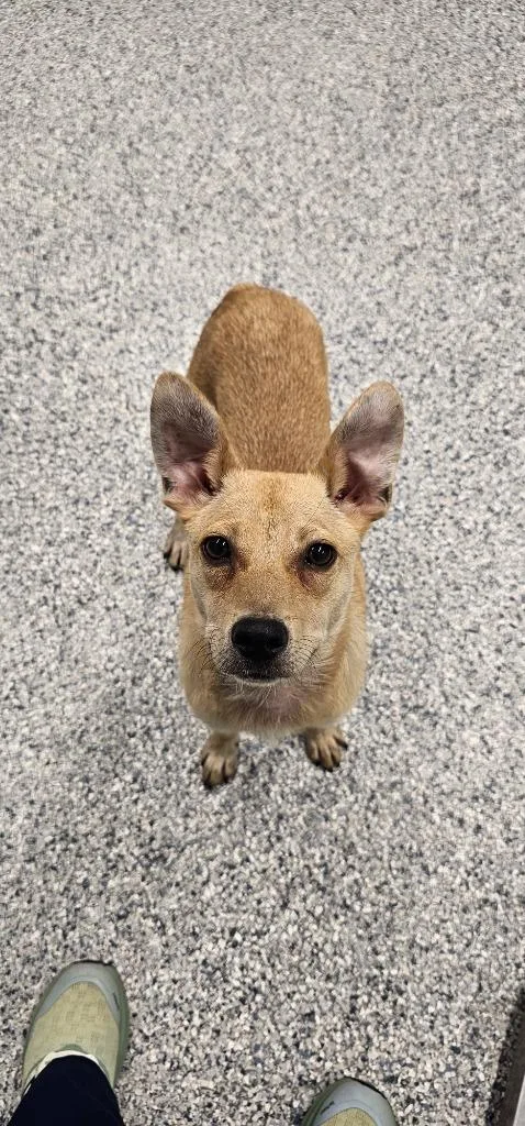 A young small-sized male Terrier dog named Dash for adoption in Athens, TN