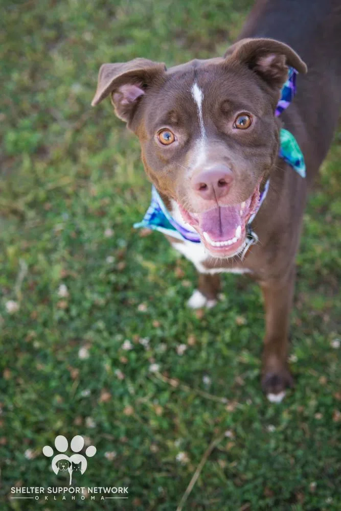 A young medium-sized male Brown / Chocolate Pit Bull Terrier dog named Arlo for adoption in Claremore, OK