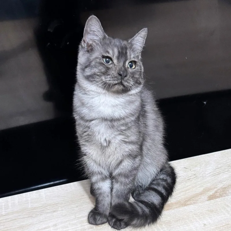 An adult medium-sized male Domestic Short Hair cat named Nemo for adoption in Brooklyn, NY