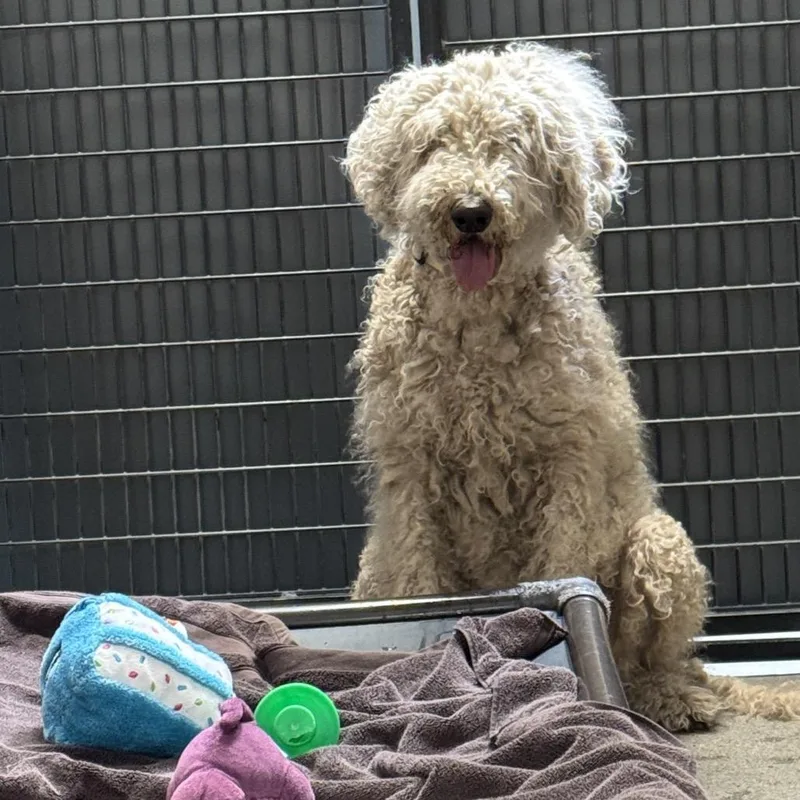 An adult large-sized female Poodle dog named Annie for adoption in Murray, UT