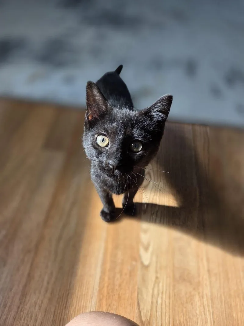 A baby medium-sized female Black Domestic Short Hair cat named Marjoram for adoption in Royal Oak, MI