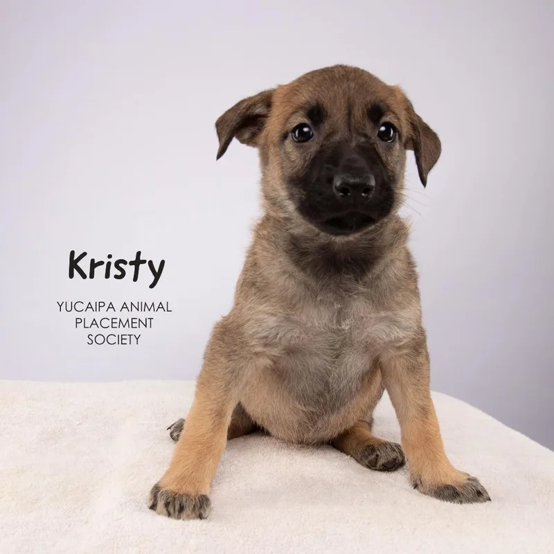 A baby medium-sized female Brown / Chocolate Shepherd dog named Kristy for adoption in Yucaipa, CA