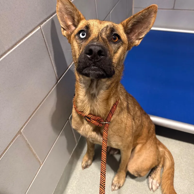 An adult medium-sized female Yellow / Tan / Blond / Fawn Mixed Breed dog named Topaz for adoption in Abilene, TX