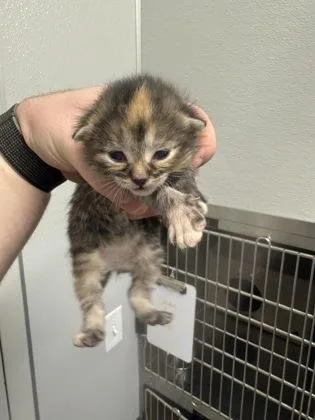 An adult small-sized female Domestic Medium Hair cat named Samoa for adoption in Lafayette, IN