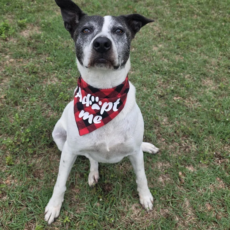 An adult medium-sized female Pointer dog named Harley for adoption in Monticello, FL