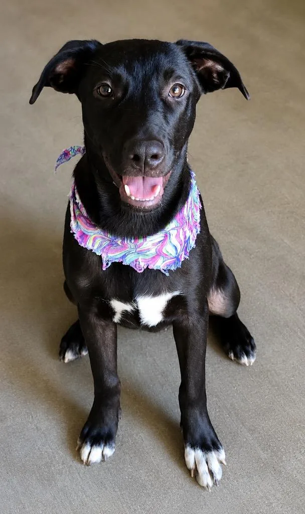A baby medium-sized female Mixed Breed dog named Nova for adoption in Fond Du Lac, WI