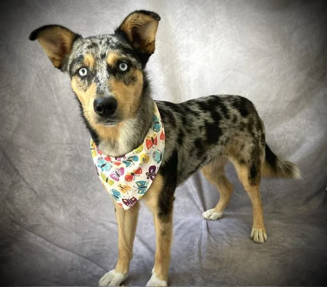 A young medium-sized female Australian Cattle Dog / Blue Heeler dog named Luna for adoption in Salinas, CA