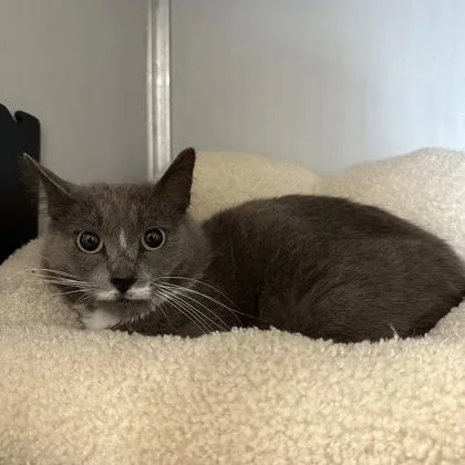 An adult medium-sized female Gray & White Domestic Short Hair cat named Baby T for adoption in Philadelphia, PA