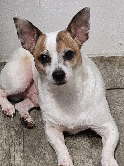 An adult small-sized male Jack Russell Terrier dog named Porto for adoption in Ellijay, GA