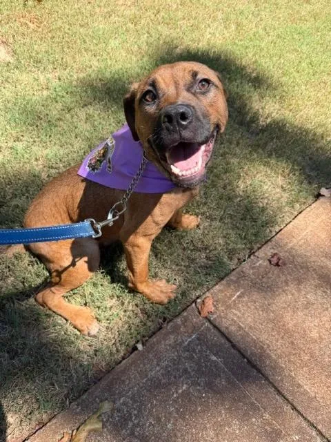 A young medium-sized female Boxer dog named Rey for adoption in Alpharetta, GA