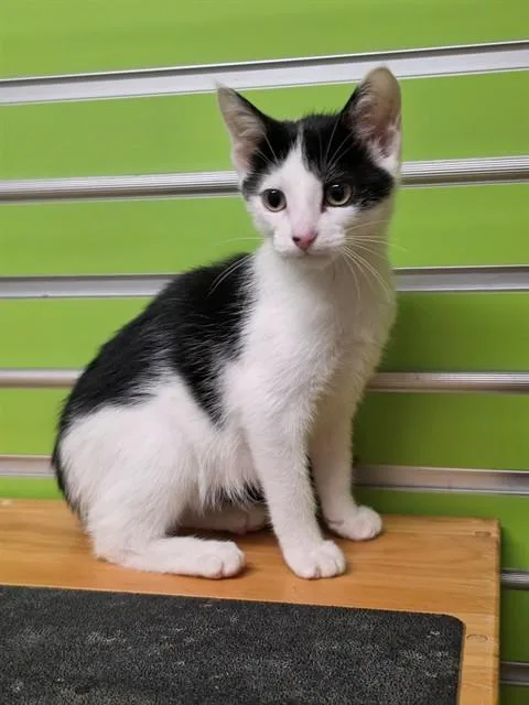 A baby small-sized female Domestic Short Hair cat named Chloe for adoption in Saint Peters, MO